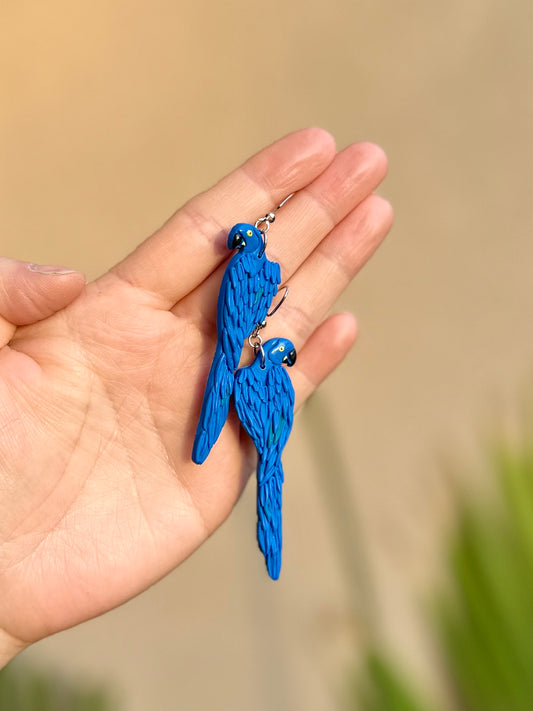 Hyacinth Macaw